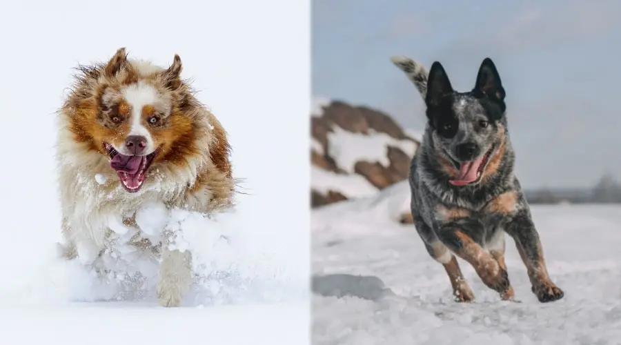 Perros corriendo en la nieve