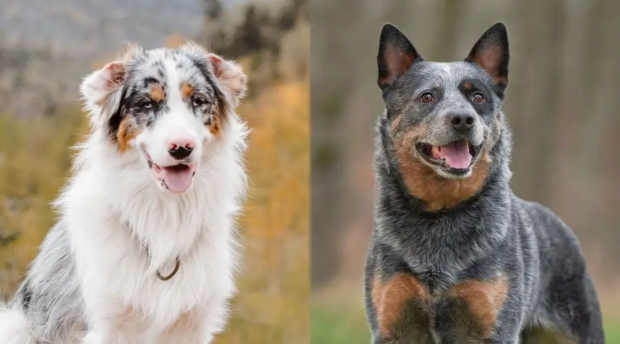 Perros guapos al aire libre