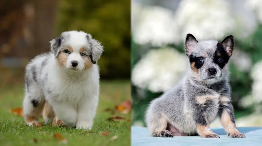 lindos cachorros esponjosos