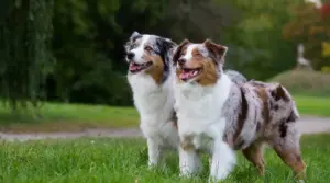 Pastor Australiano Versus Perro Boyero Australiano: Diferencias Y Similitudes