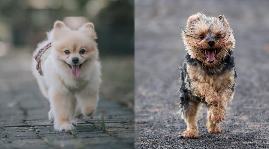 Perros pequeños caminando por las carreteras