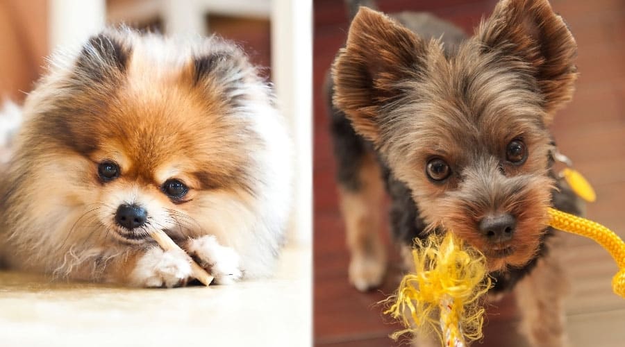 Perros pequeños que mastican artículos