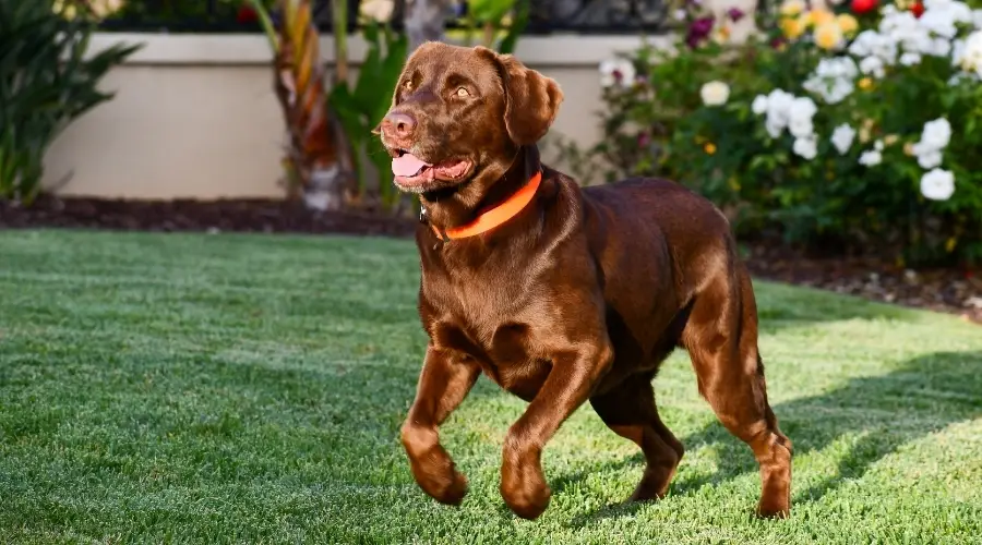 Perro marrón jugando en un día soleado