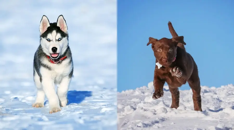 Cachorros jugando en la nieve