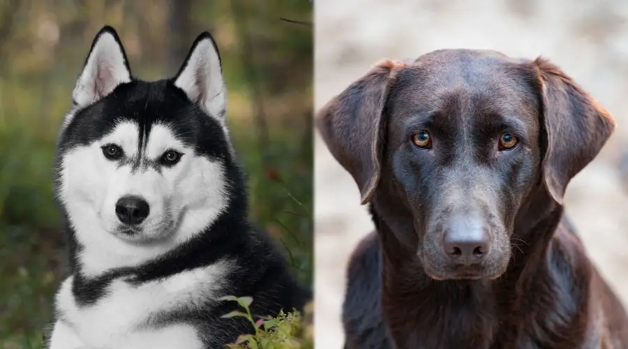 Perros guapos mirando a la cámara