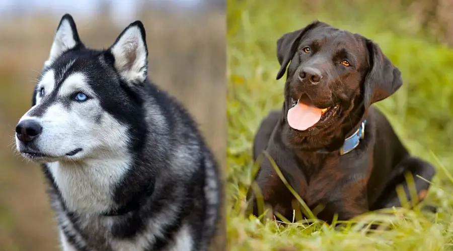 Perros que lucen ligeramente correctos