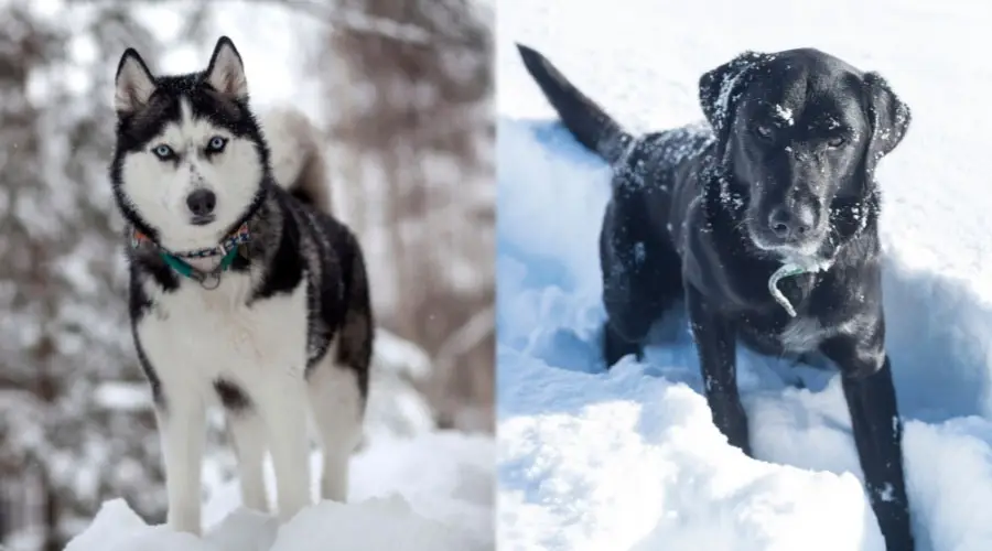 Perros jugando en la nieve