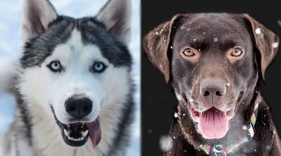 Primer plano de caras de perros