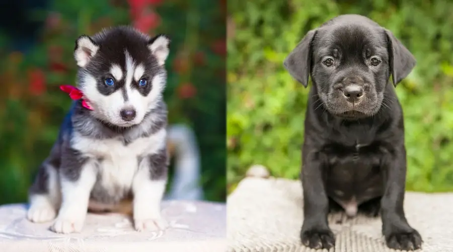 Cachorros pequeños sentados afuera