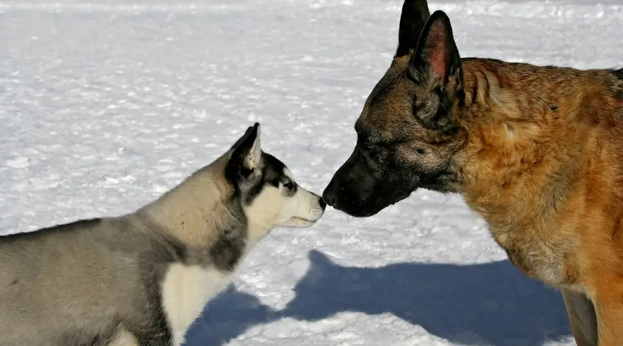 Perro grande y perro más pequeño tocándose la nariz en la nieve del invierno