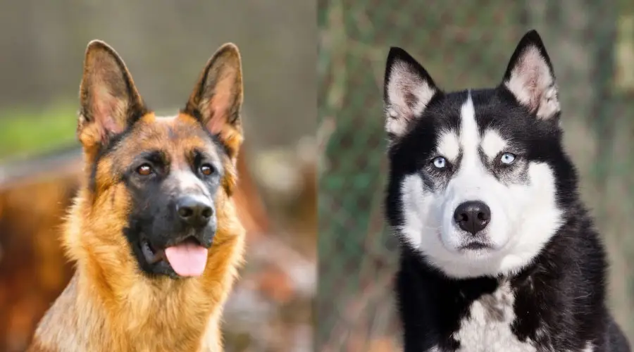 Caras de perros guapos