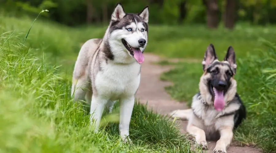 Perros felices con la boca abierta al aire libre