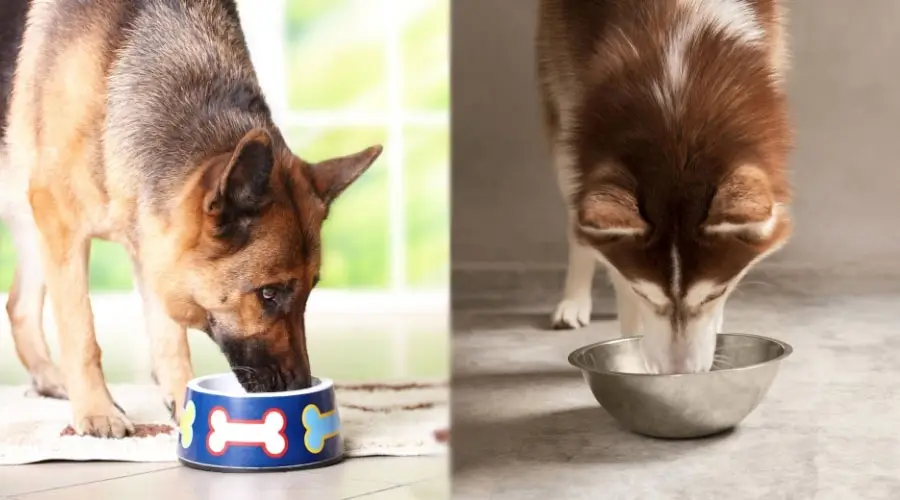 Perros comiendo de tazones