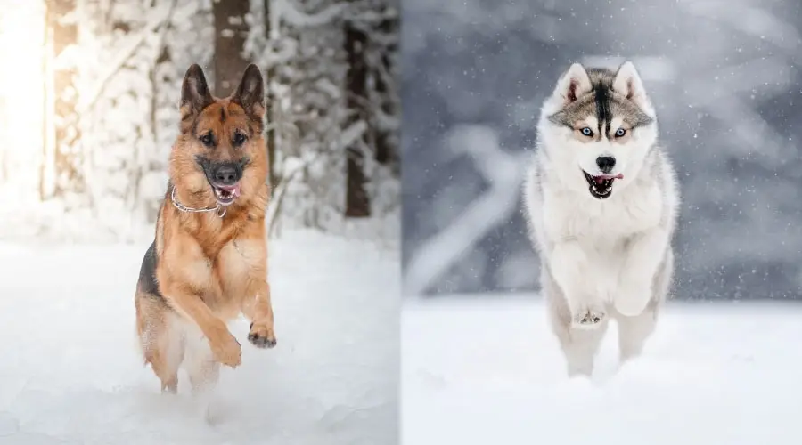 Perros felices corriendo en la nieve