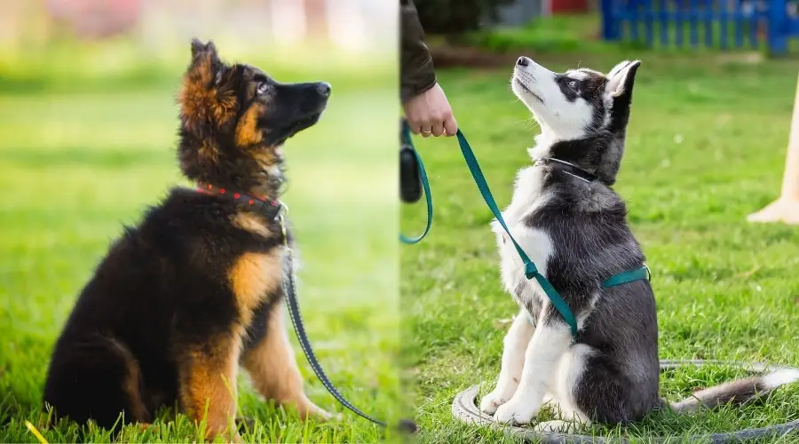 Cachorros jóvenes mirando hacia arriba