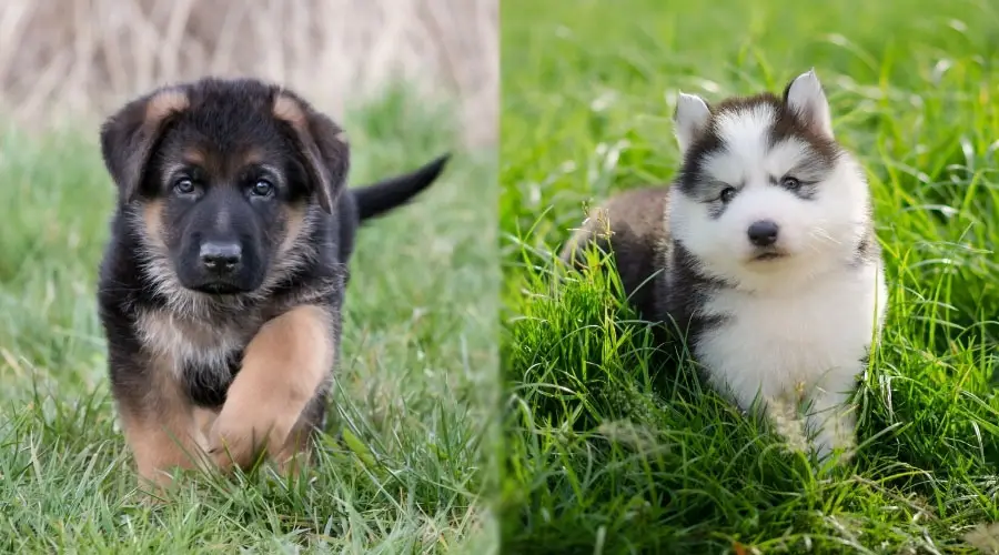 Pequeños cachorros caminando en la hierba