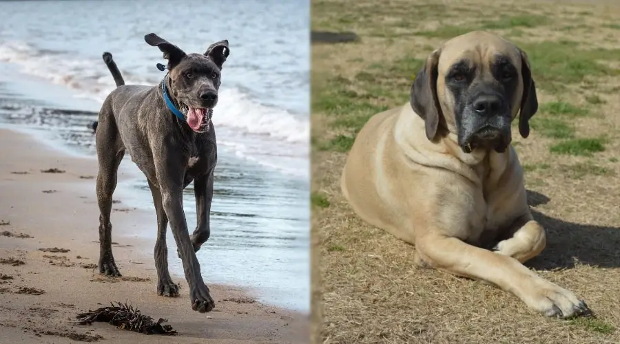 Perros mostrando sus niveles de energía