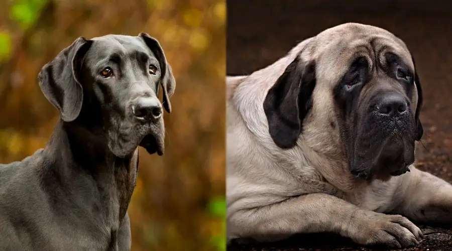 Perros guapos con fondo oscuro