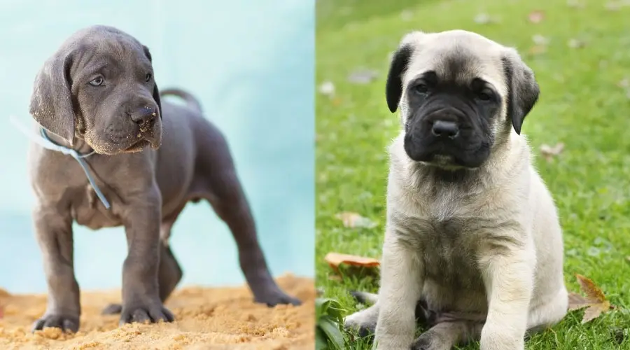 lindos cachorros de perros