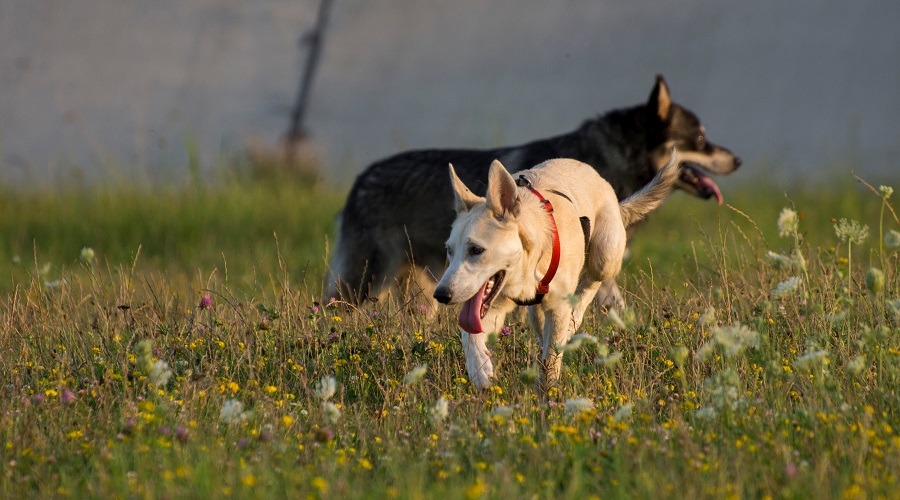 Cachorros Gerberianos Shepsky