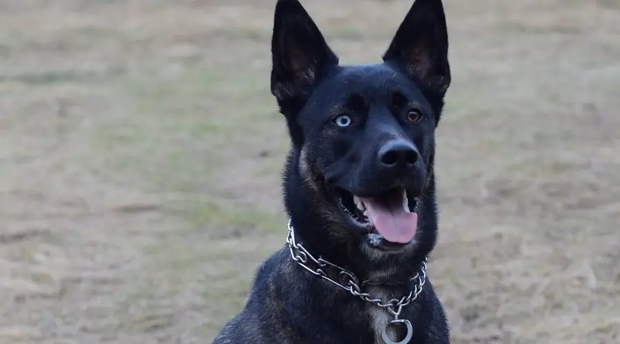 Gerbian Shepsky sentado en un campo