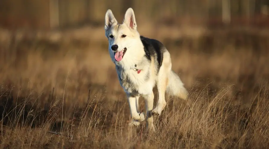 Mezcla de Shepherd Husky haciendo ejercicio en el campo