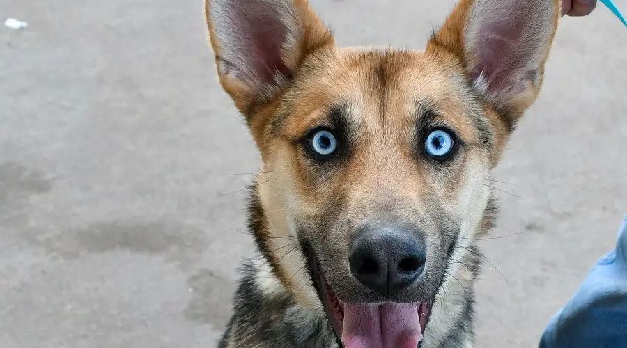 Las condiciones de vida del Gerberian Shepsky