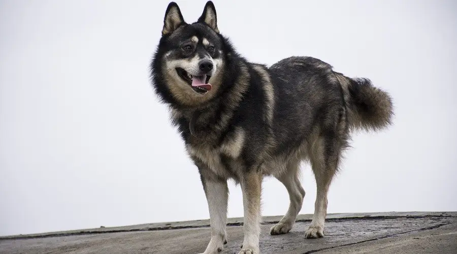 Abrigo de aseo de mezcla de pastor alemán husky siberiano largo