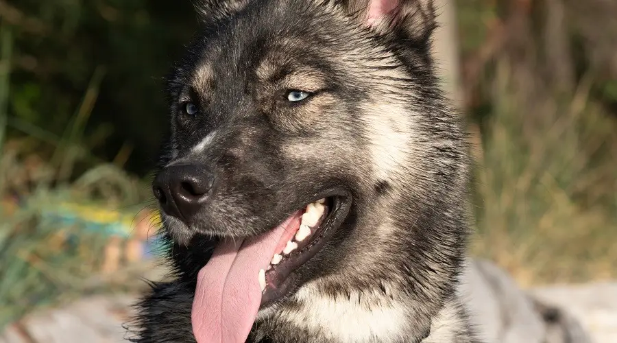 Mezcla de pastor alemán y husky de ojos azules