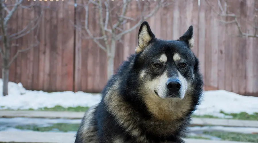 Criadores de mezclas de Husky GSD