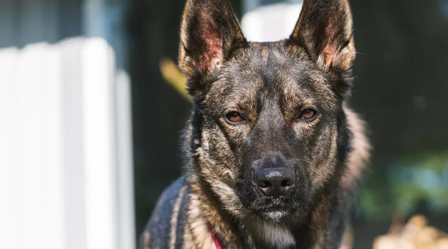 Sable Gerberian Shepsky