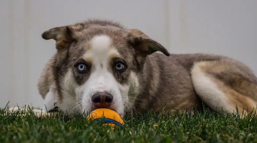 Shepsky Mix como mascota familiar