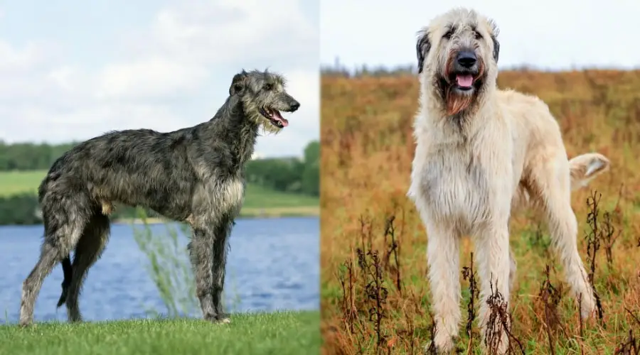 Perros nervudos afuera en un campo