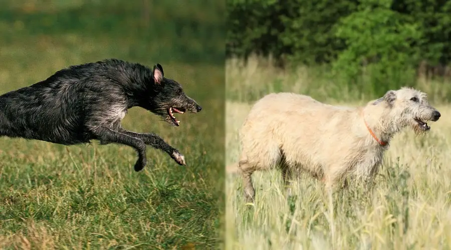 Perros grandes corriendo en un campo