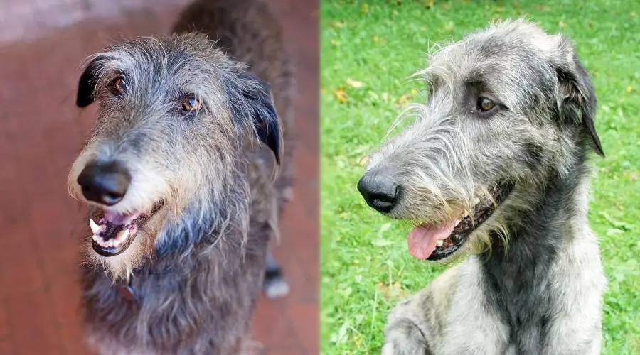 Perros Sonrientes