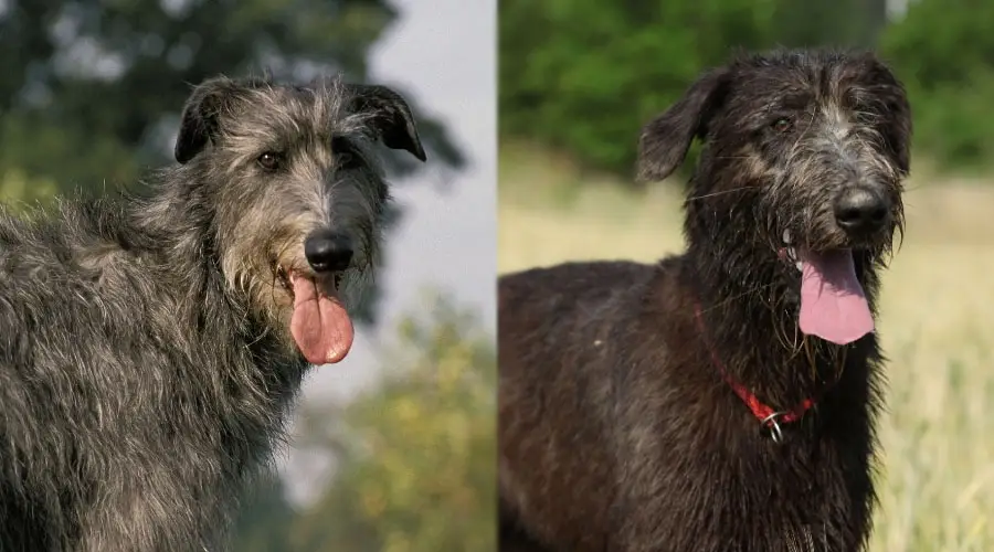 Perros afuera con la lengua afuera