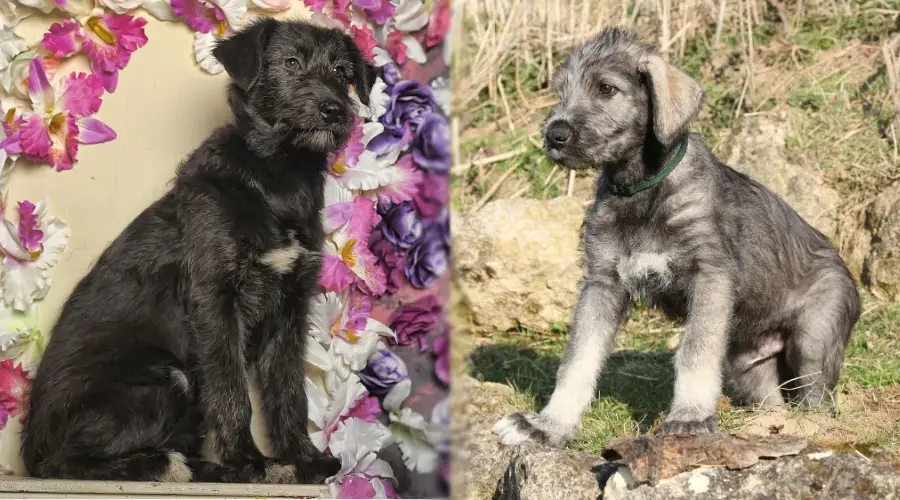 Cachorros negros y grises