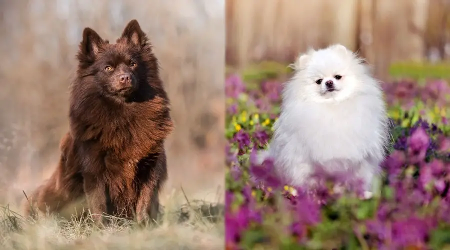 Perros marrones y blancos sentados al aire libre