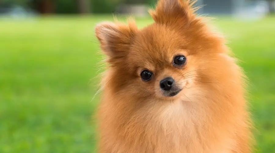 Cara de perro pequeño al aire libre