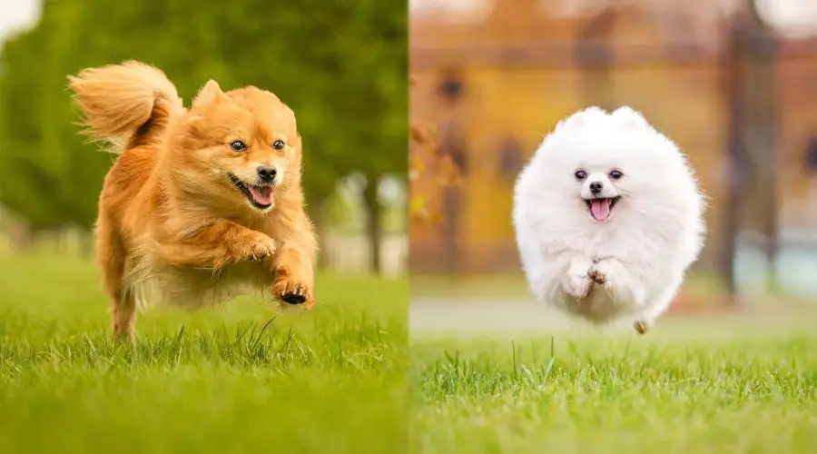 Perros felices corriendo al aire libre