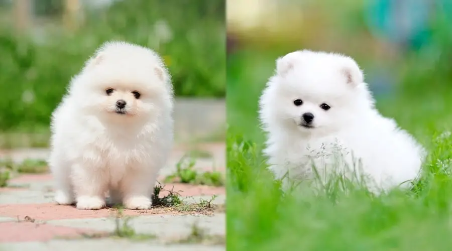 Pequeños perros cachorros blancos al aire libre