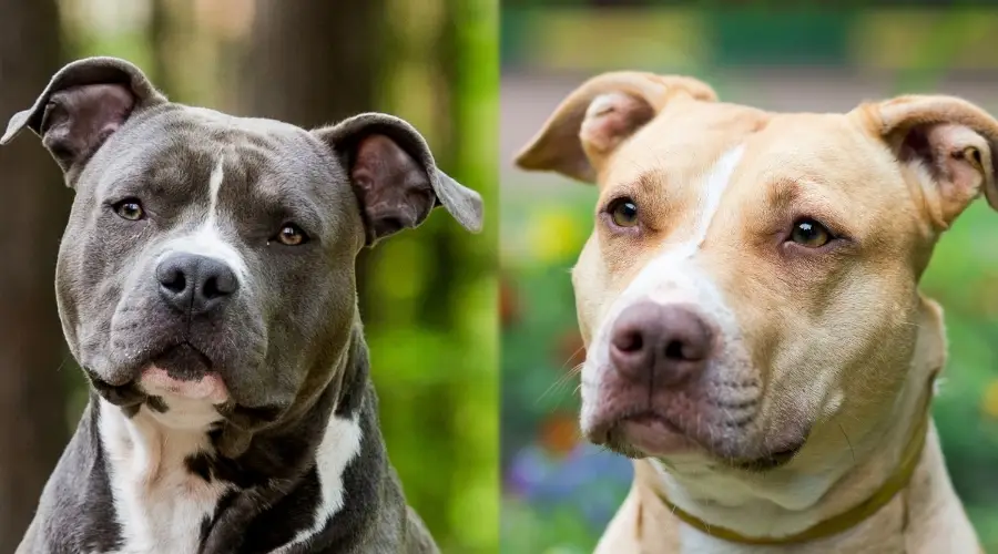 Perros azules y tostados