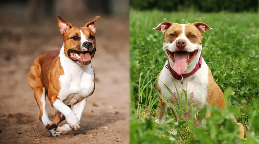 Perros blancos y tostados al aire libre