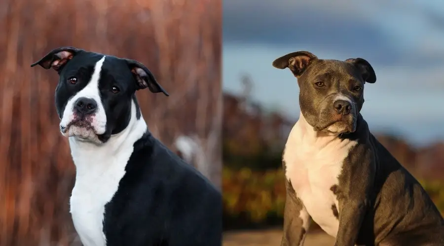 Perros matones negros y azules