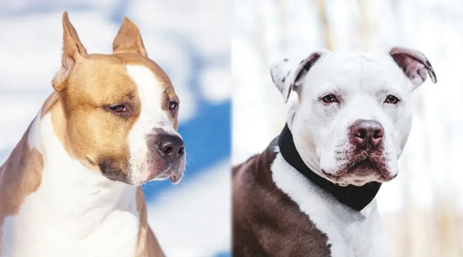 Perros canela y blanco con manchas marrones al aire libre