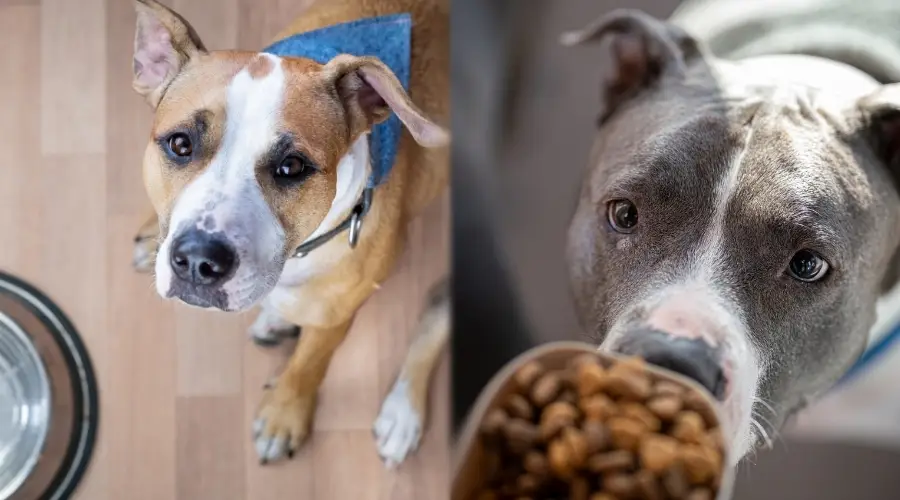 Staffy y Pit esperando comida