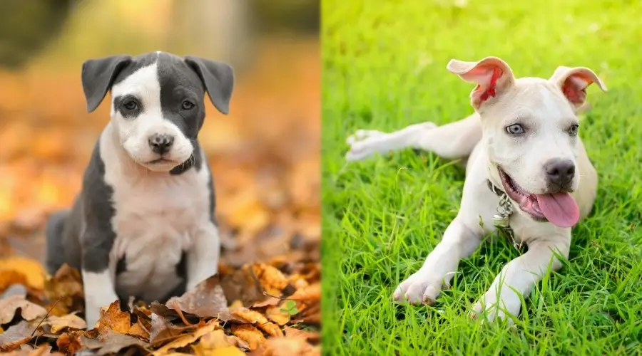 Cachorros al aire libre en otoño y primavera