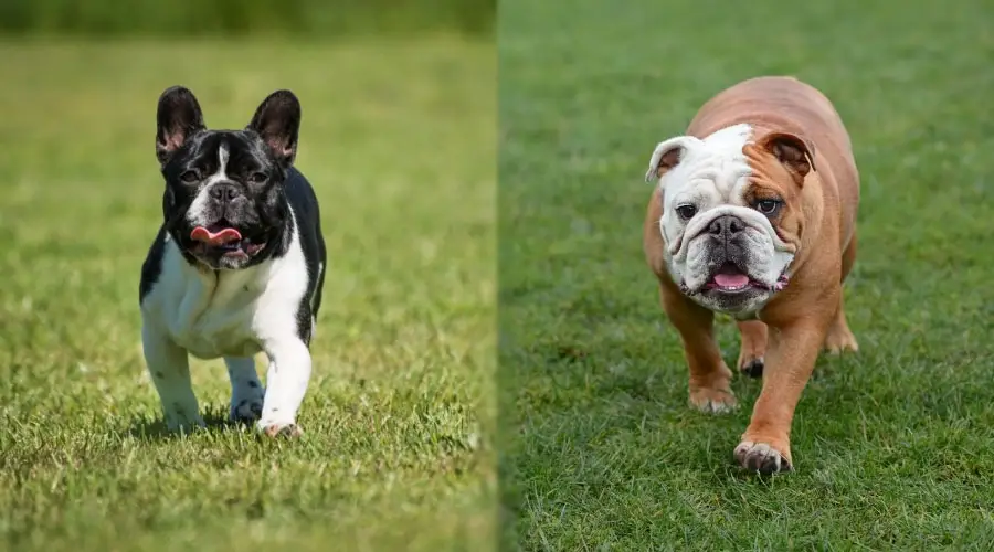 Perros caminando en la hierba