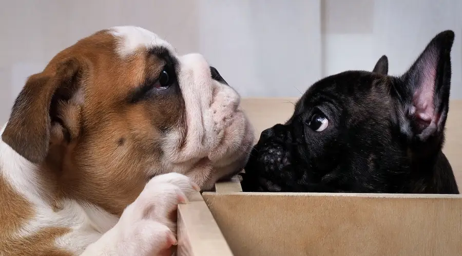 Perros tocándose la nariz