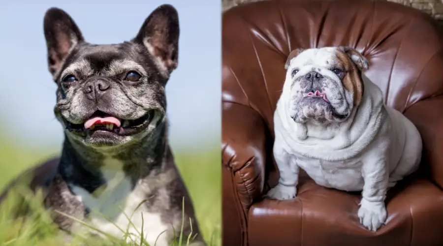 Perros mayores mirando hacia la derecha